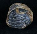 Bargain Enrolled Phacops Trilobite #10736-2